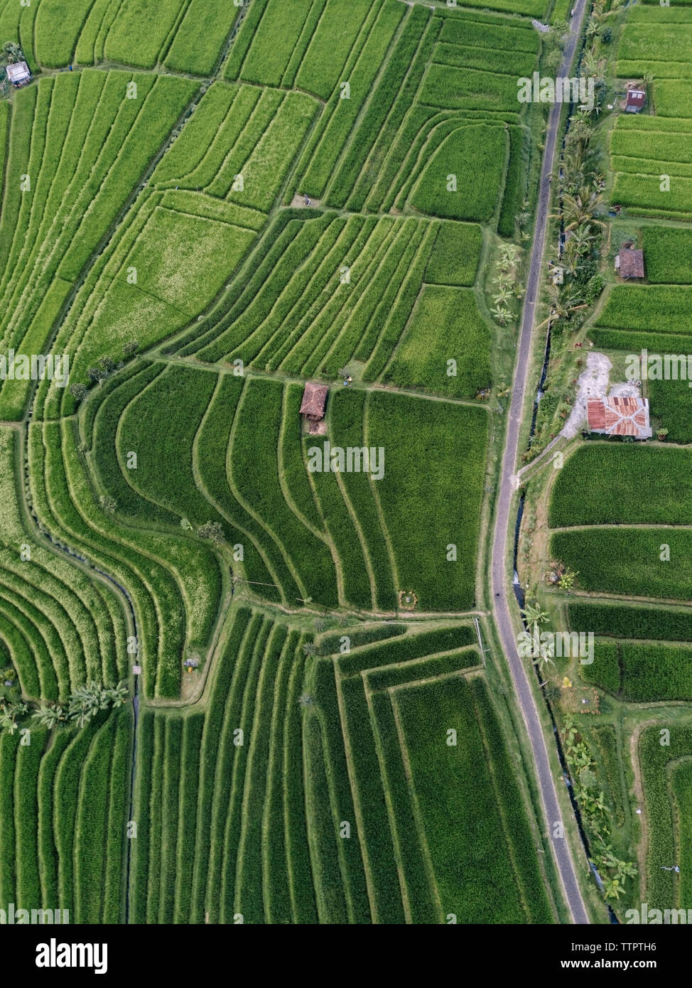 High angle view of cultivated land in village Stock Photo