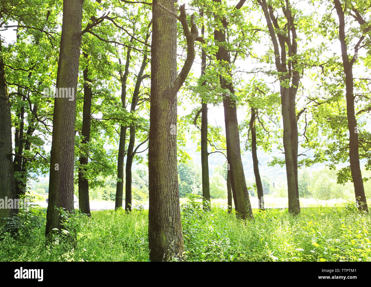 Green trees in summer forest Stock Photo - Alamy
