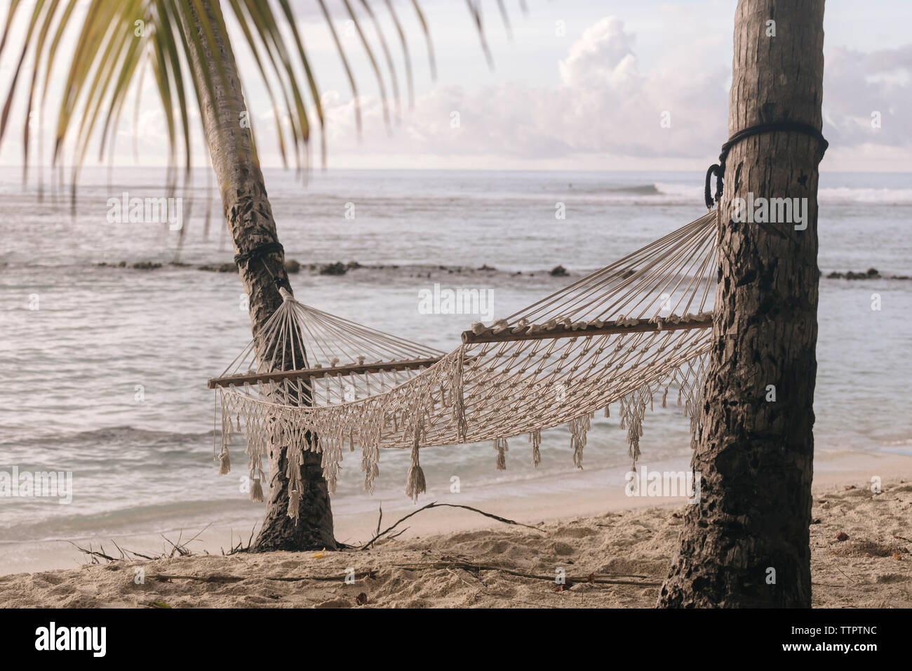 Hammock hanging on palm trees at beach against sky Stock Photo - Alamy
