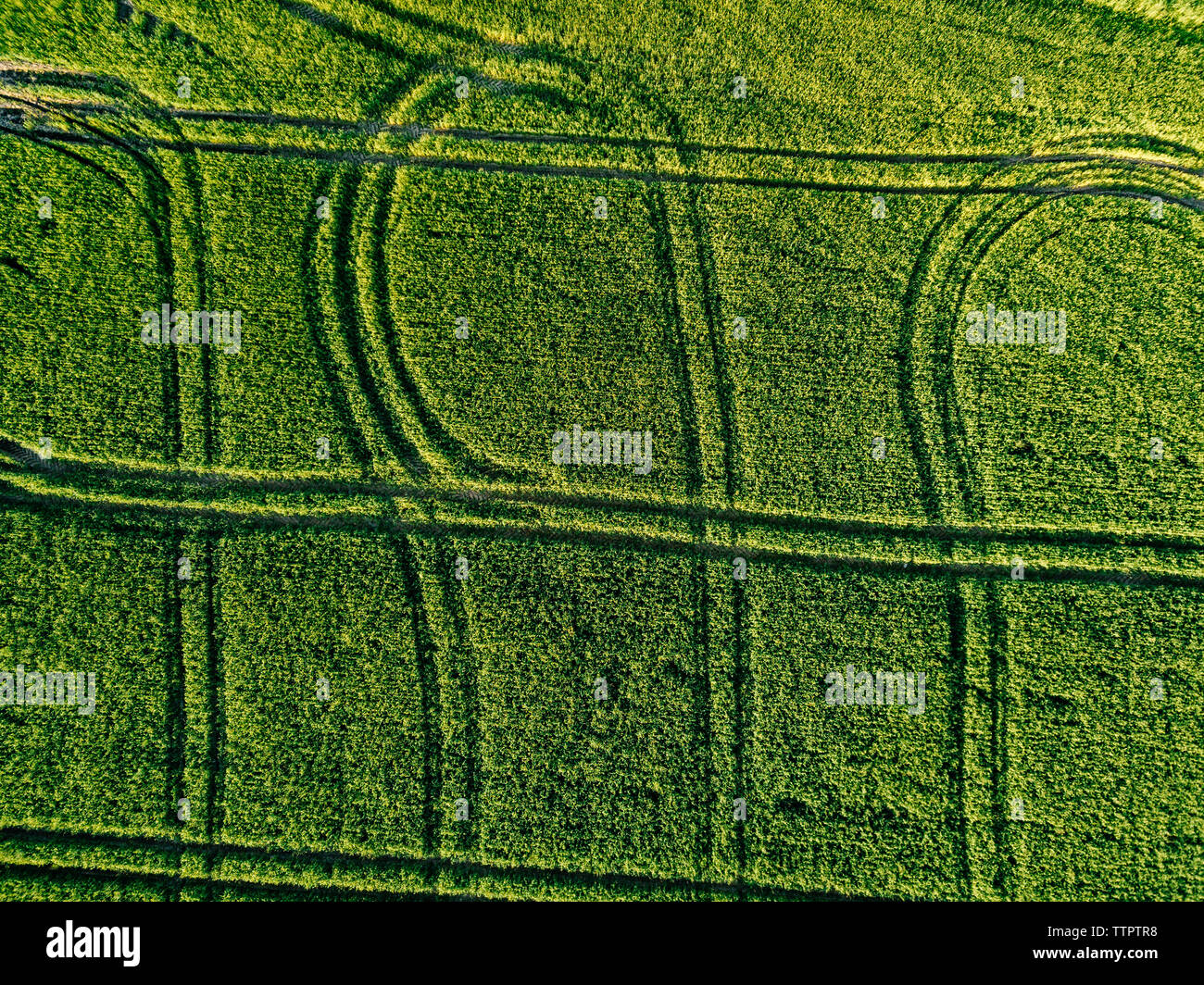 Aerial view of green agricultural field during sunny day Stock Photo ...