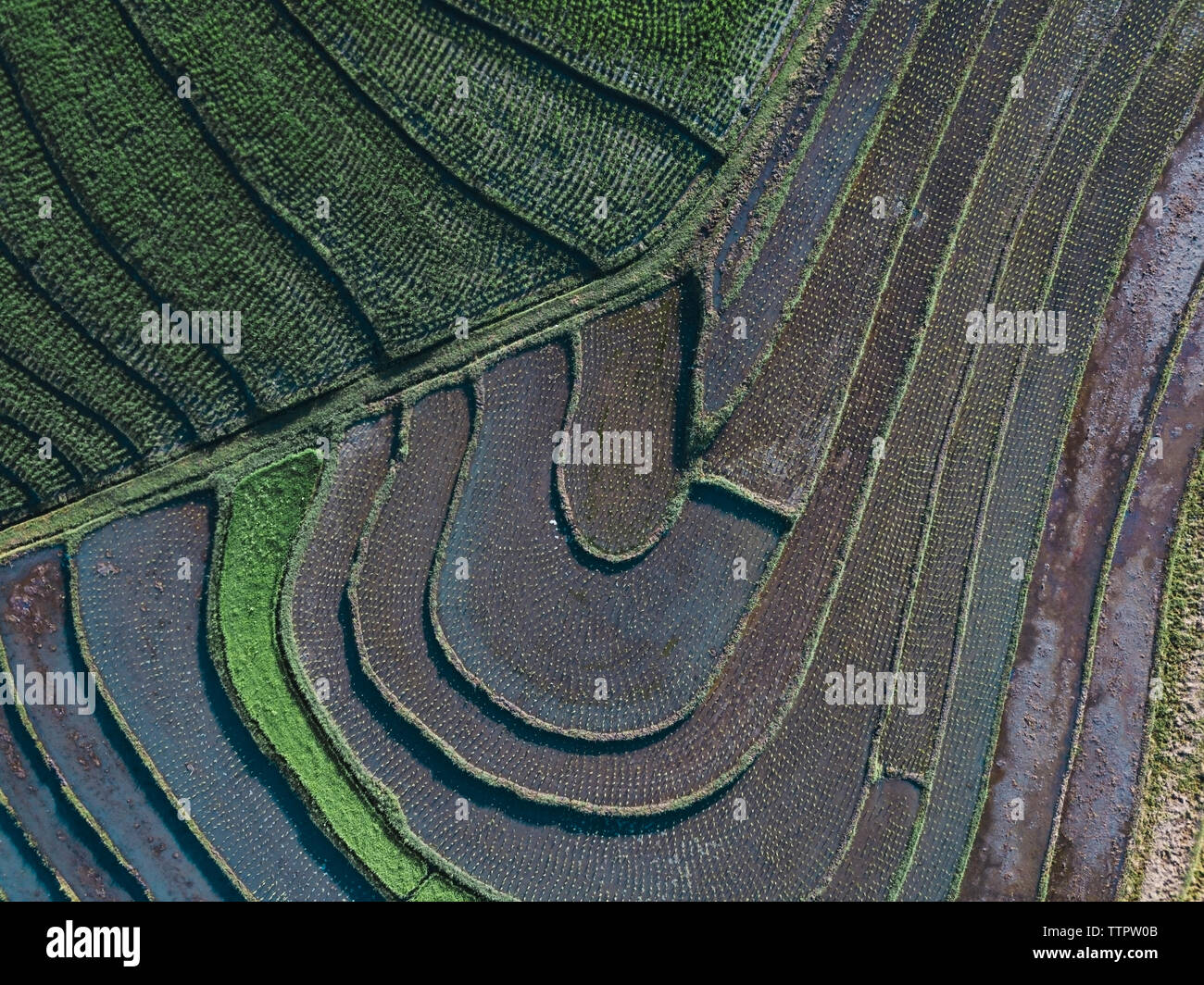 Aerial view of the rice fields Stock Photo