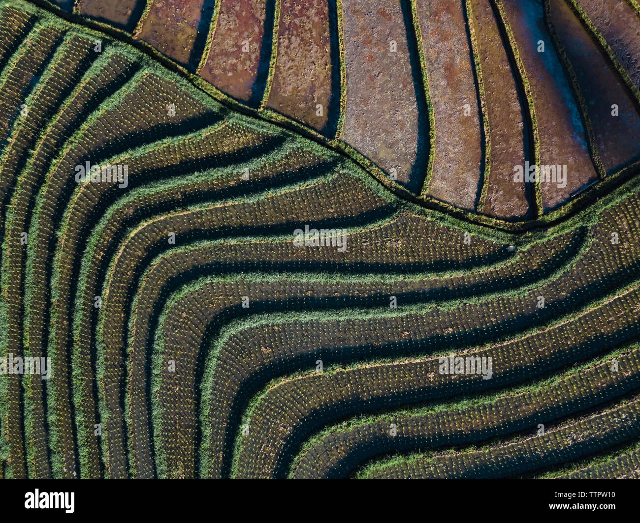 Aerial view of the rice fields Stock Photo - Alamy