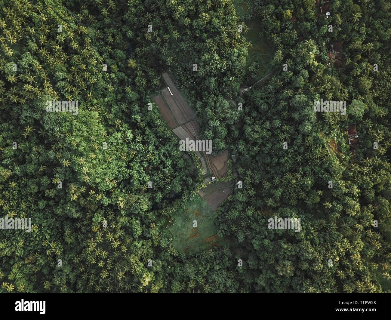 Aerial view of the rice fields Stock Photo - Alamy