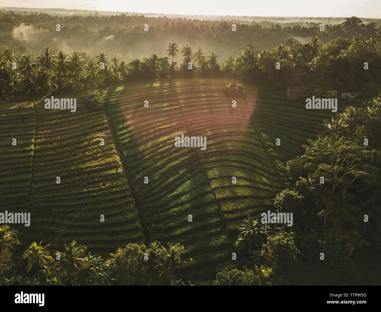 Aerial view of the rice fields Stock Photo - Alamy