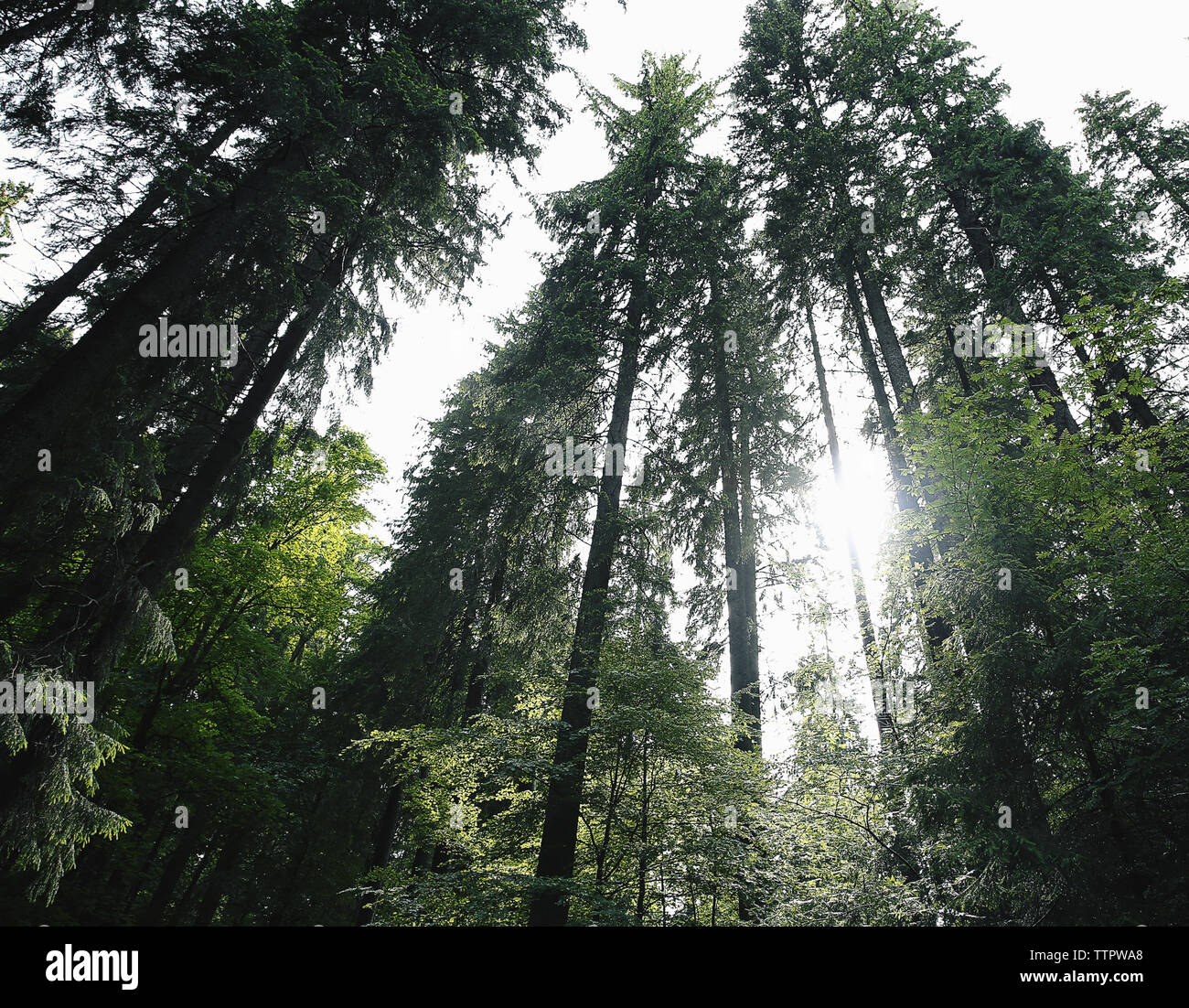 Top of trees in forest Stock Photo Alamy