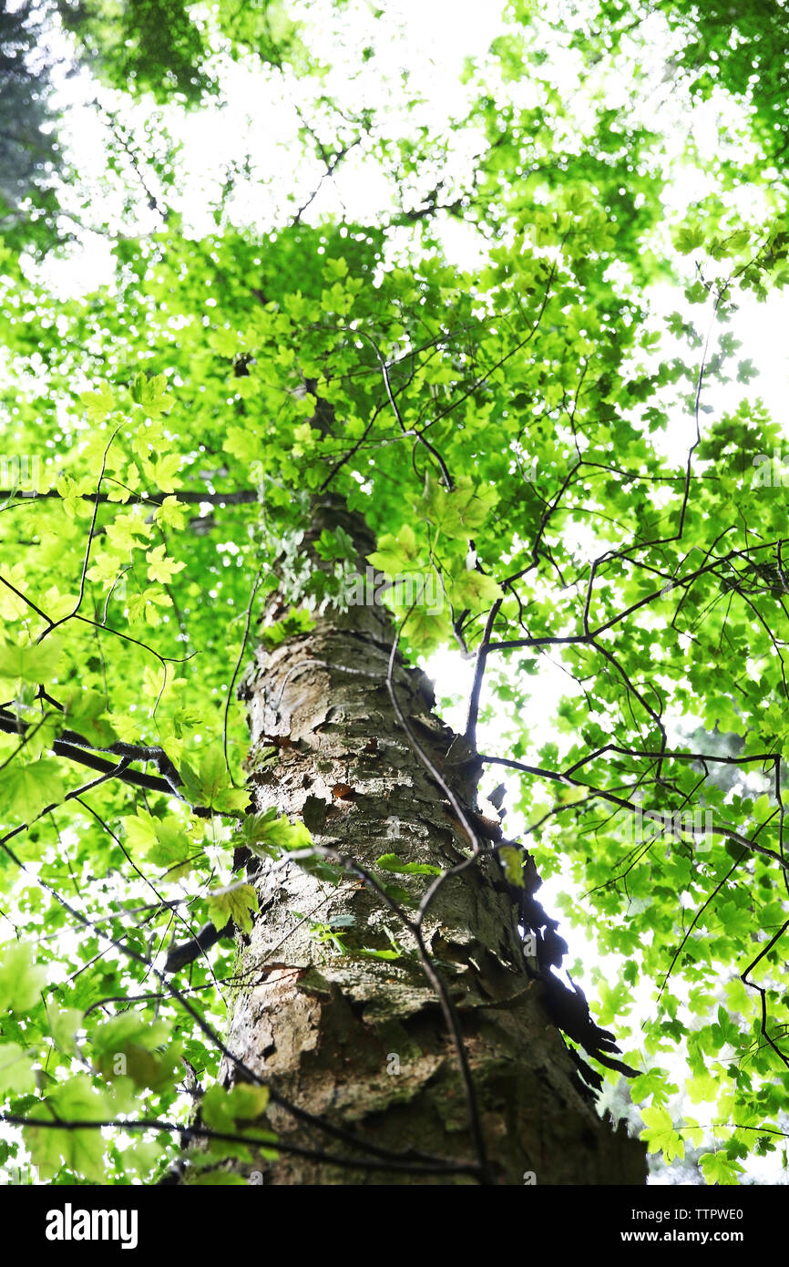 Top of tree in forest Stock Photo Alamy