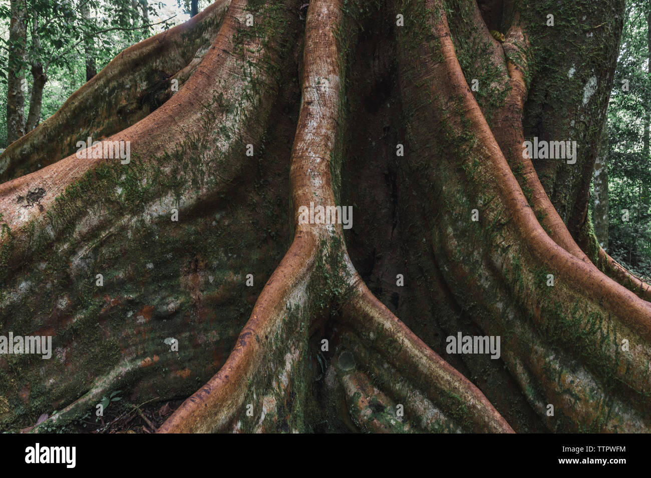 Mossy roots hi-res stock photography and images - Alamy