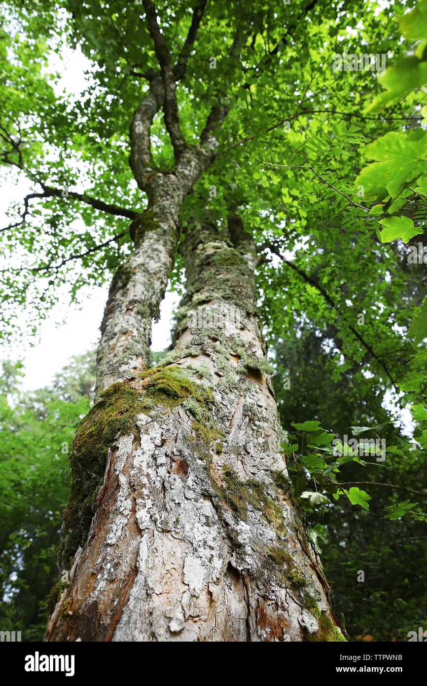 Top Or Tree Top of tree in forest Stock Photo - Alamy