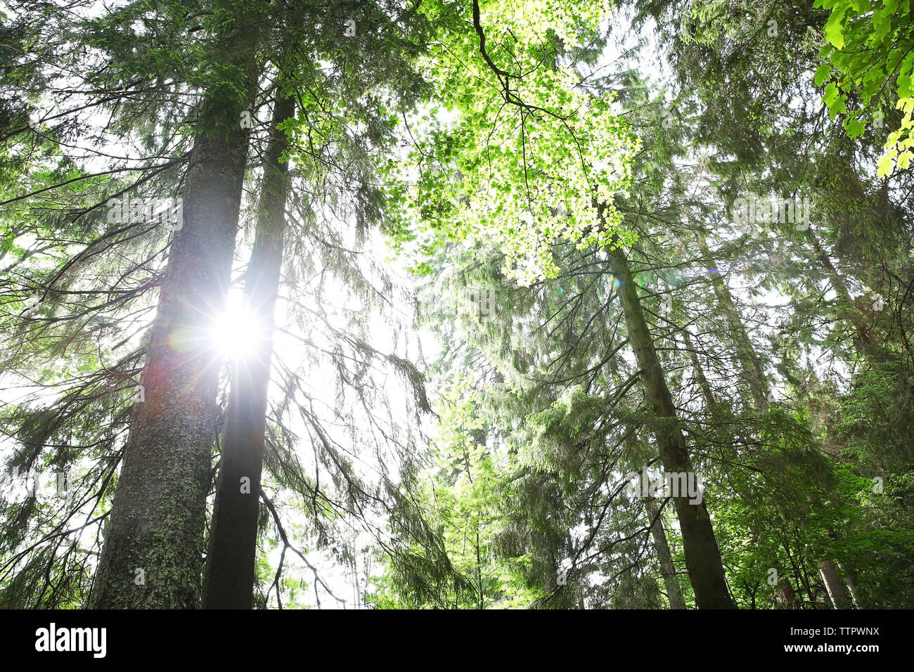 Top of trees in forest Stock Photo Alamy