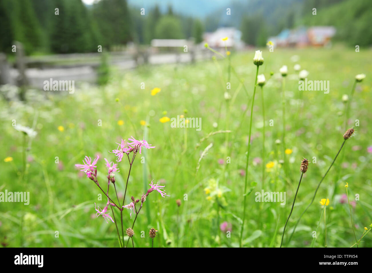 Beautiful wildflower meadow Stock Photo - Alamy