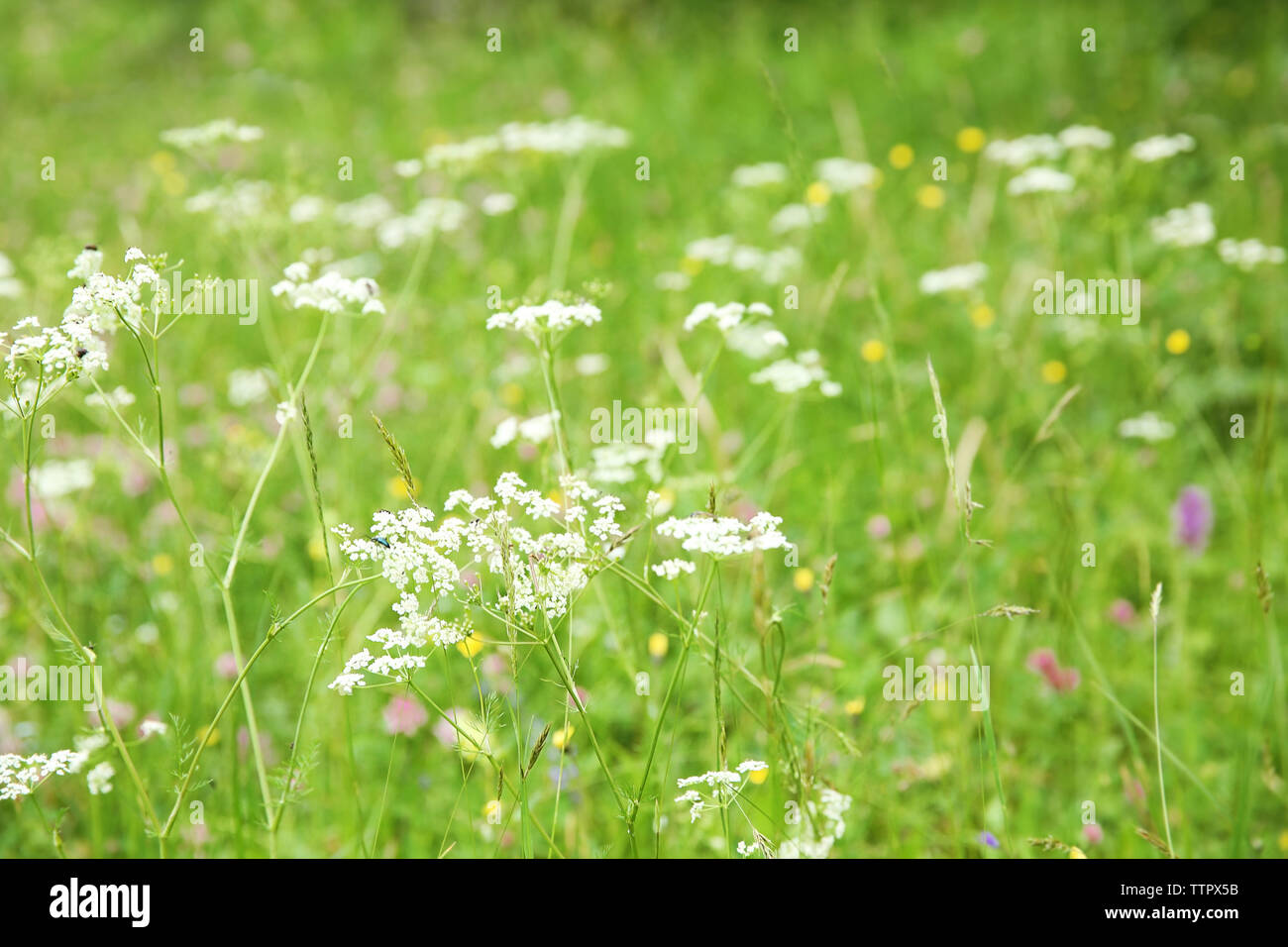 Beautiful wildflower meadow Stock Photo - Alamy