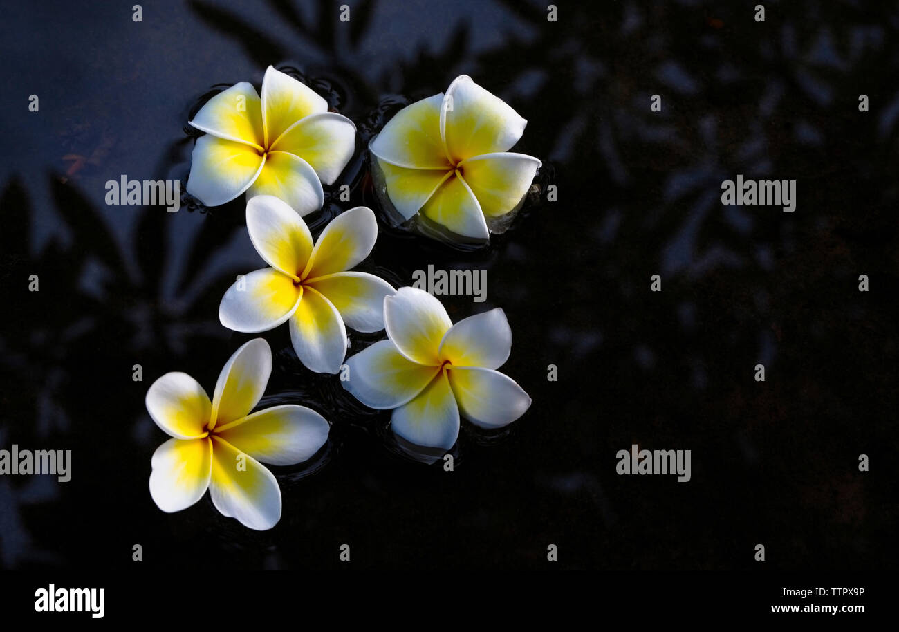 High angle view of flowers floating on lake at night Stock Photo