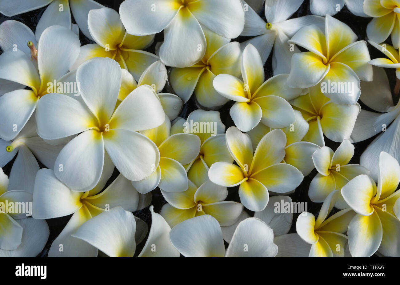 High angle view of flowers floating on lake Stock Photo