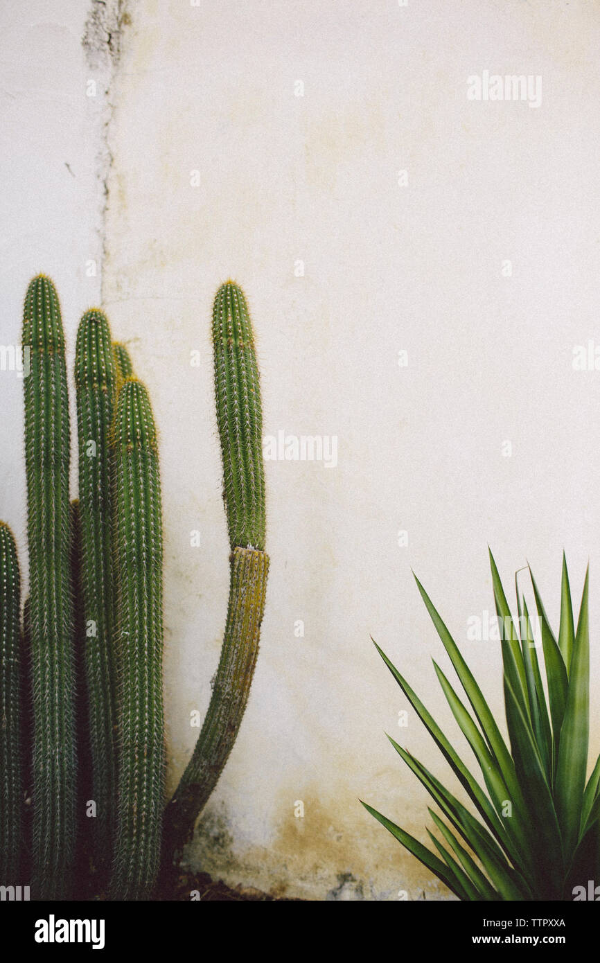 Plants growing against wall Stock Photo Alamy