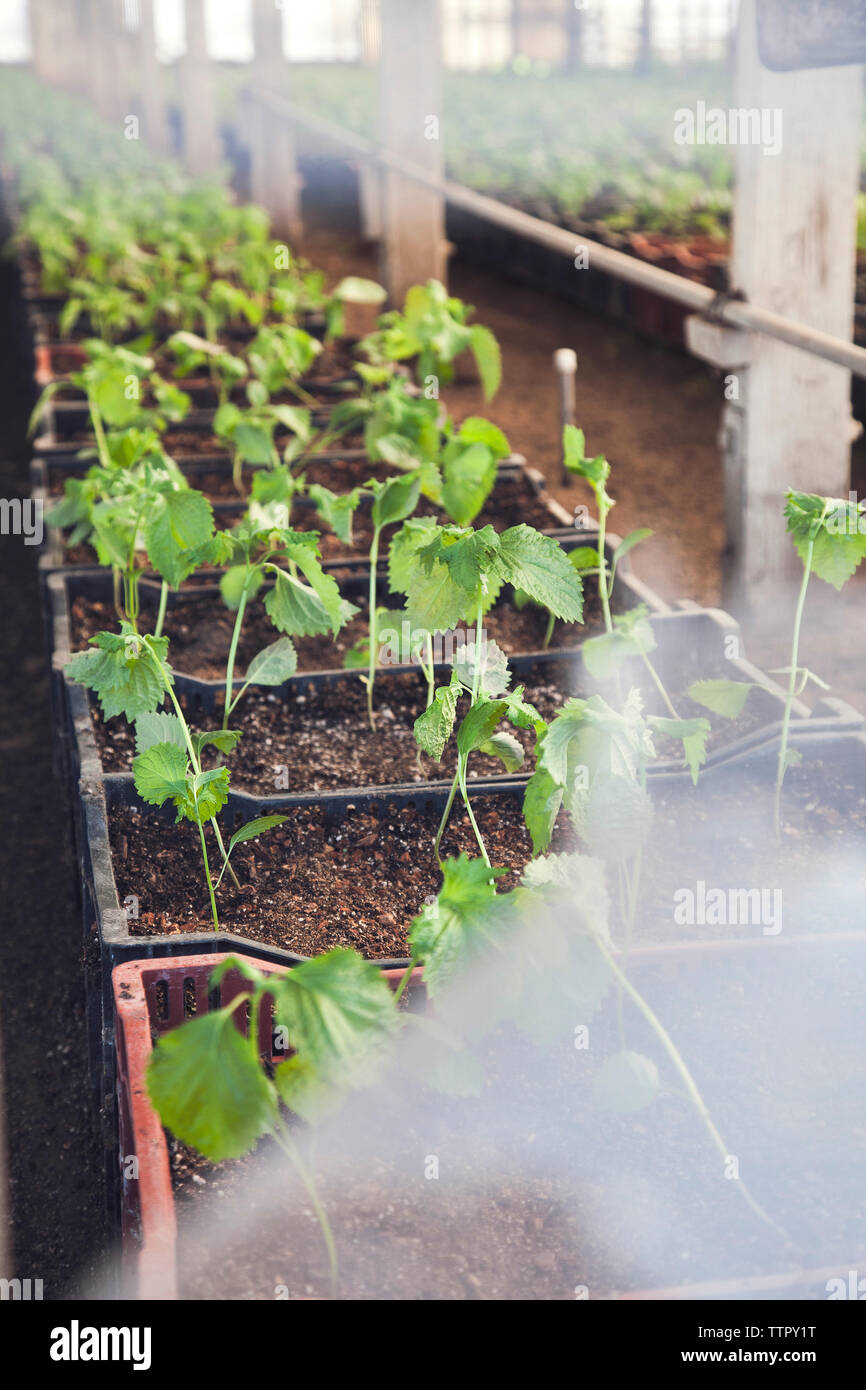Growth in plants hi-res stock photography and images - Alamy