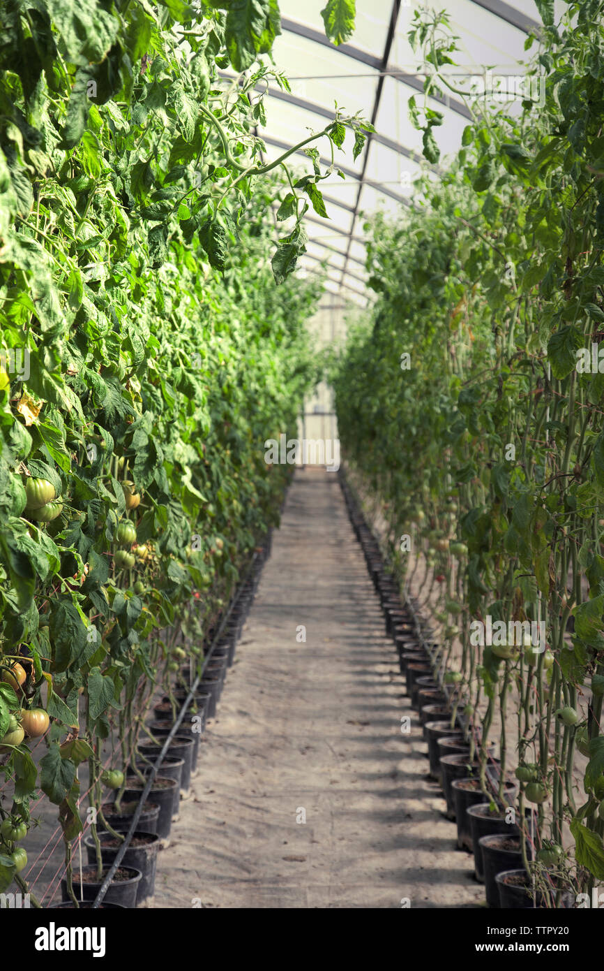 Tomato plants in greenhouse Stock Photo