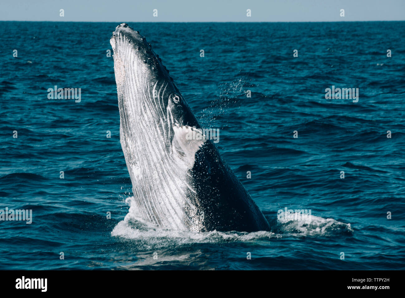 Humpback Whale breaching in sea Stock Photo