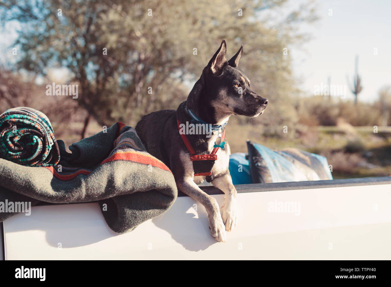 Dog in pick up truck hires stock photography and images Alamy