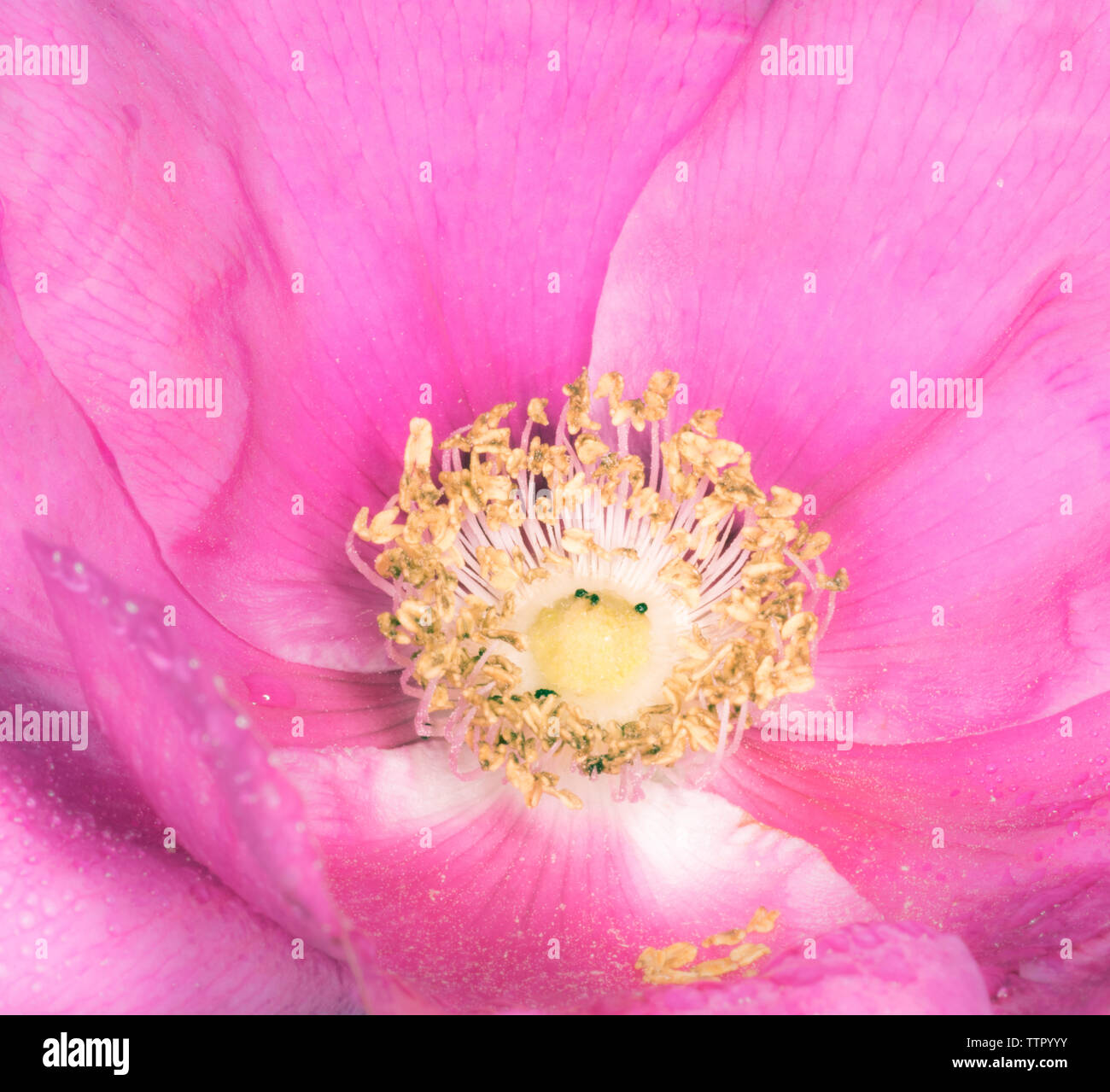 Japanese Anemone - cheerful, pink ruffled petals and centers of gleaming gold. Pink flower close up Stock Photo