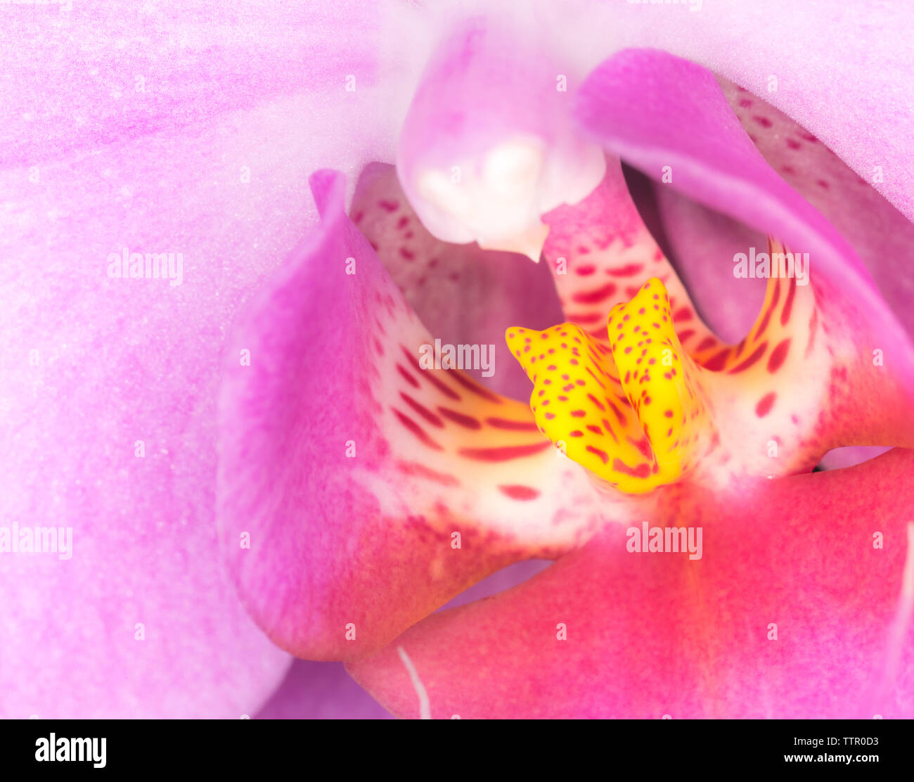 Japanese Anemone - cheerful, pink ruffled petals and centers of gleaming gold. Pink flower close up Stock Photo