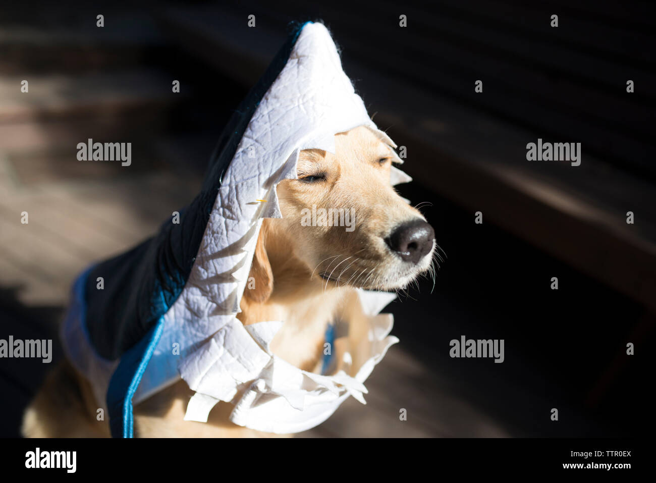 Close-up of dog wearing shark suit standing on floorboard during Halloween Stock Photo