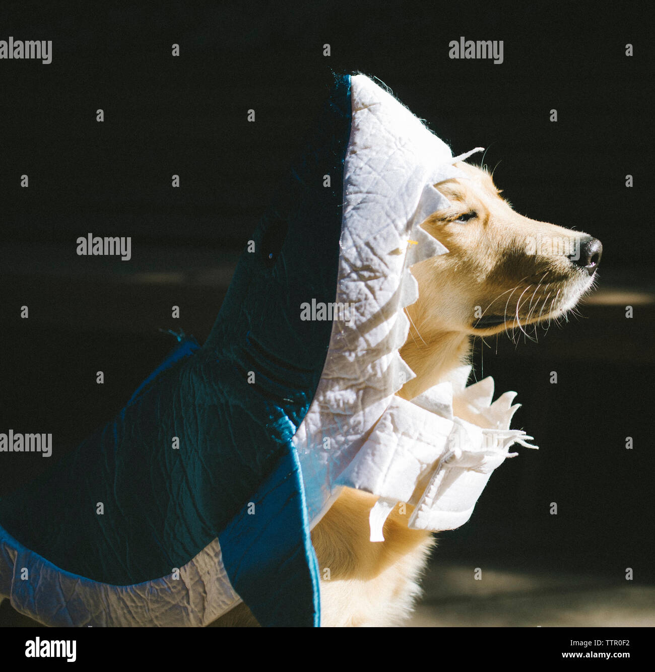 Shark dog costume hires stock photography and images Alamy