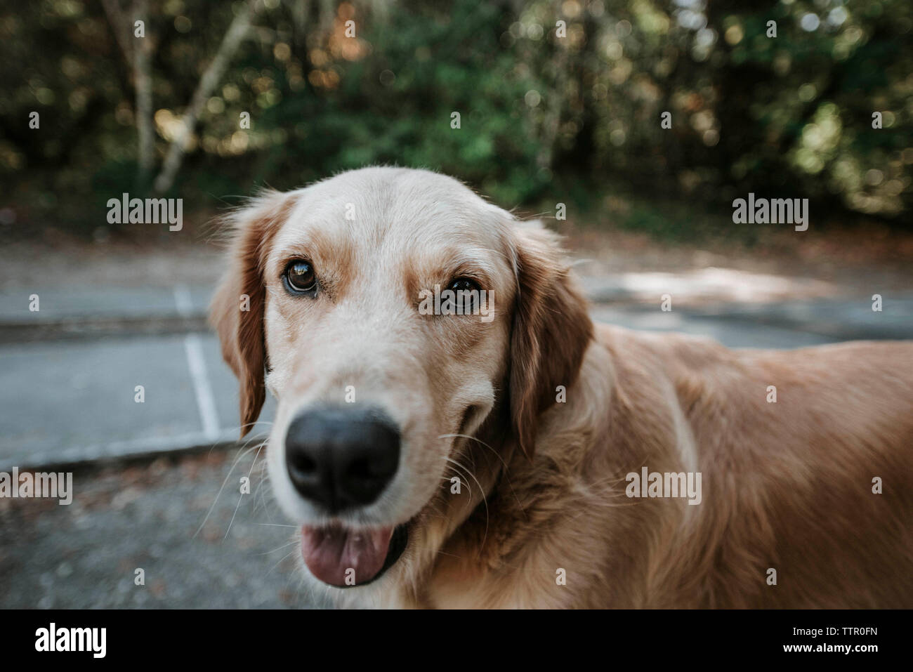 Portrait of Golden Retriever standing at park Stock Photo - Alamy