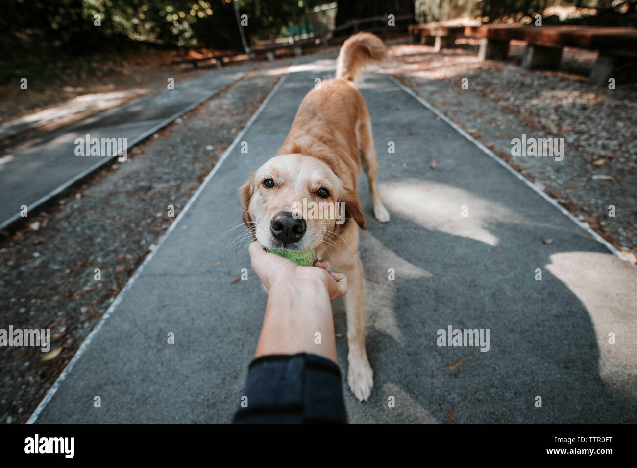 Cropped hand of woman holding ball carried by Golden Retriever in mouth while standing on footpath at park Stock Photo