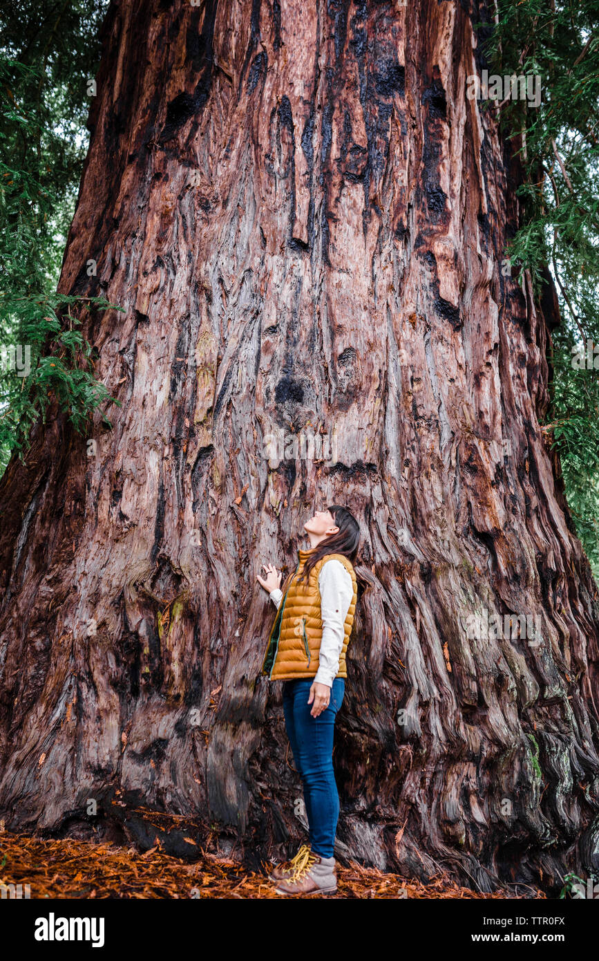 Woman looking up at giant redwood tree Stock Photo