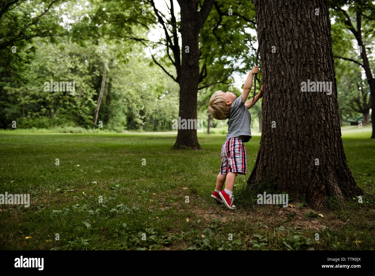 Boy with stick standing on tiptoe by tree trunk Stock Photo