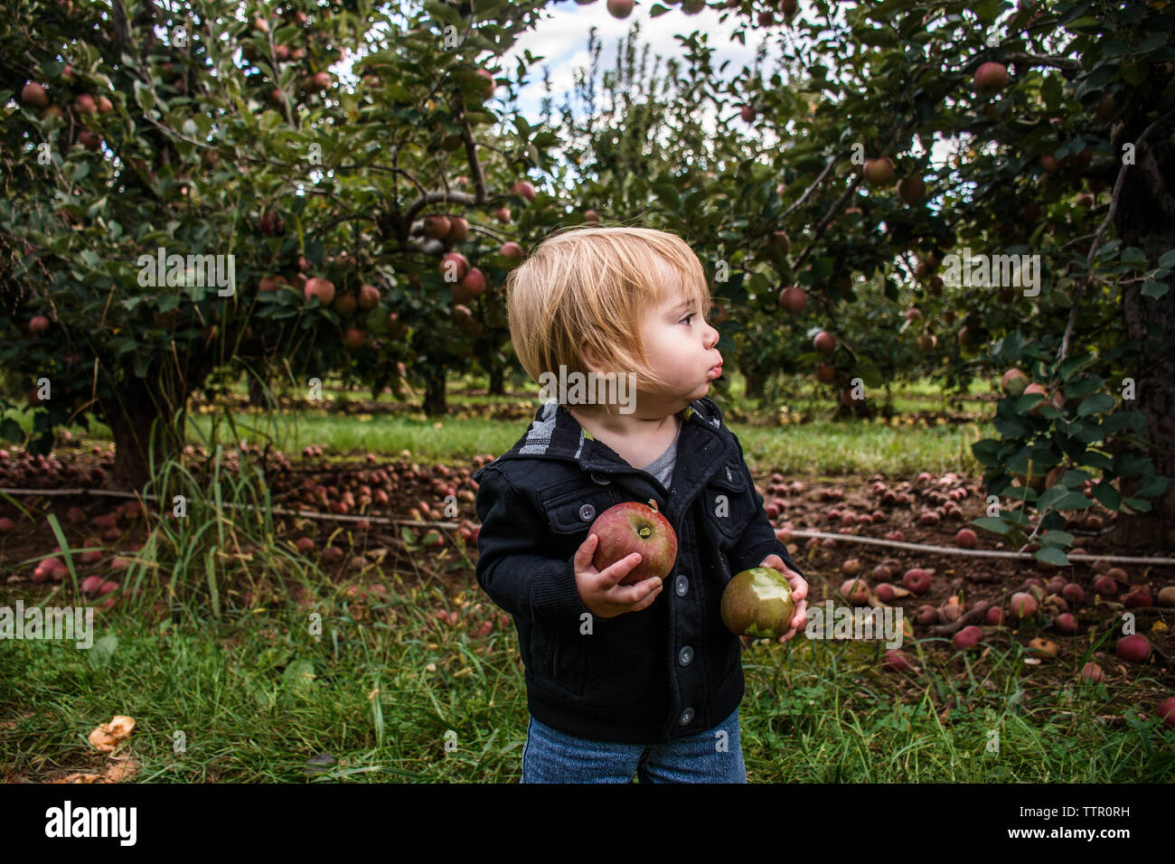 toddler in orchard holding two apples with bites from each Stock Photo