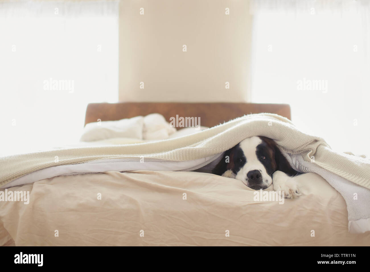 Saint Bernard lying on bed at home Stock Photo Alamy