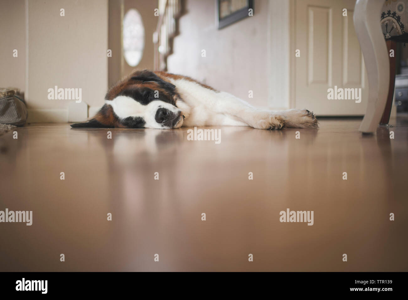Saint Bernard sleeping on floor at home Stock Photo Alamy