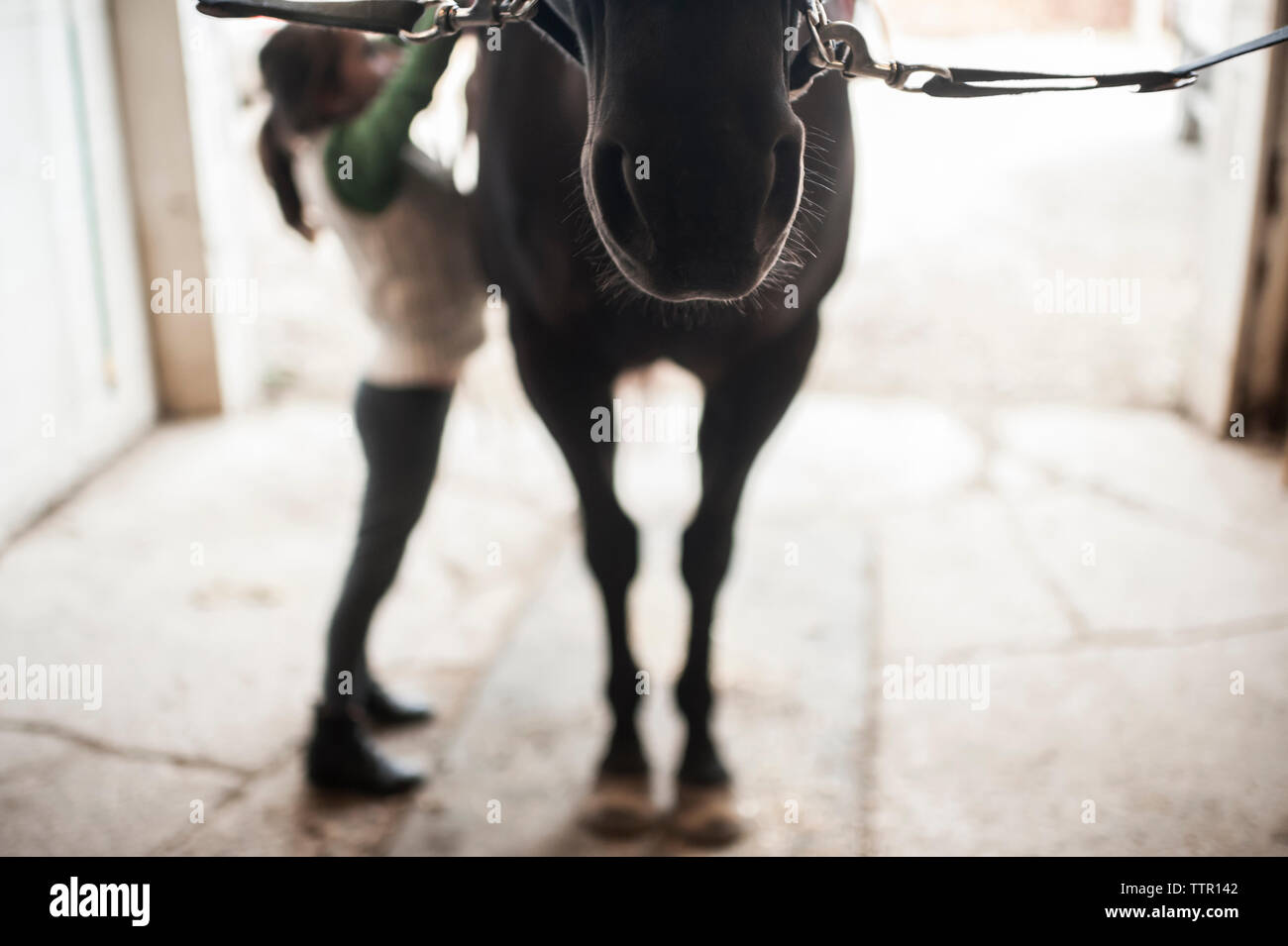 Full length of girl standing by horse in stable Stock Photo - Alamy