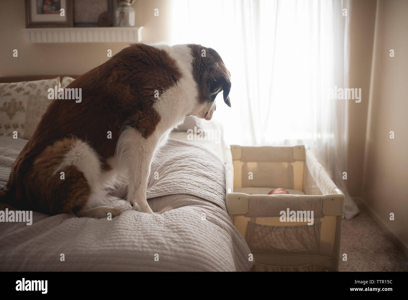 Saint Bernard looking baby sleeping in crib while sitting on bed Stock