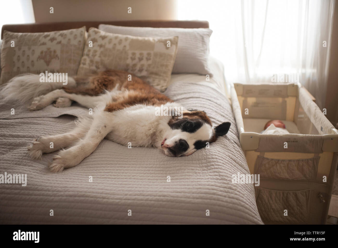 Saint Bernard lying on bed by baby sleeping in crib Stock Photo Alamy