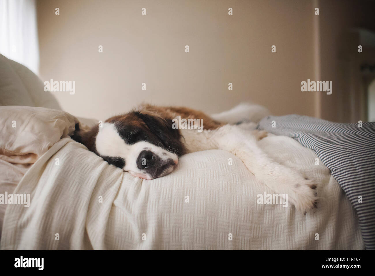 Saint Bernard lying on bed at home Stock Photo Alamy