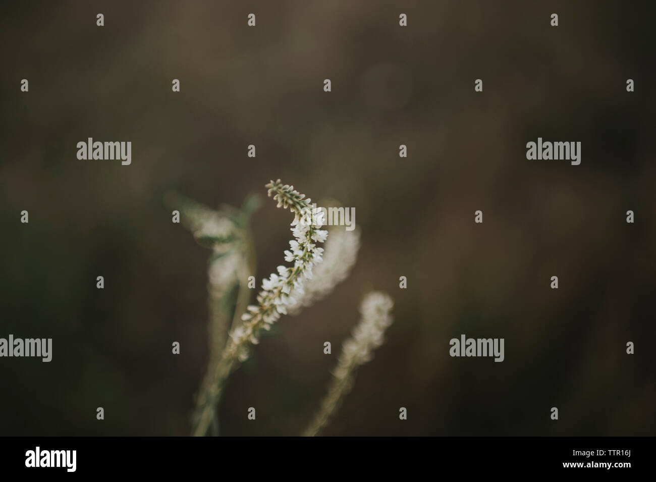 Growing close up hi-res stock photography and images - Alamy
