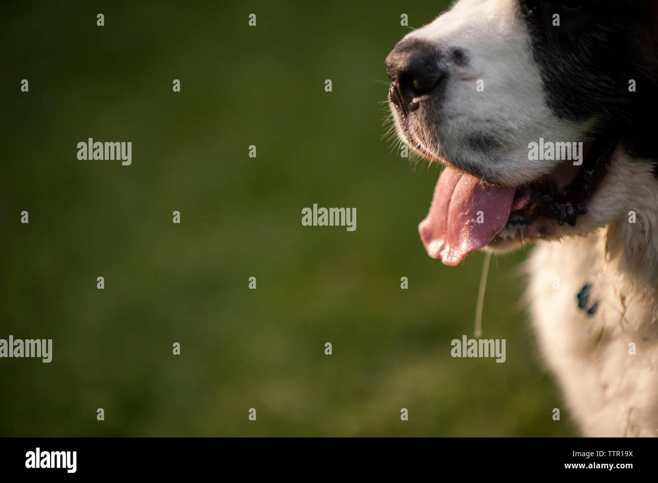 Close-up of dog sticking out tongue at backyard Stock Photo