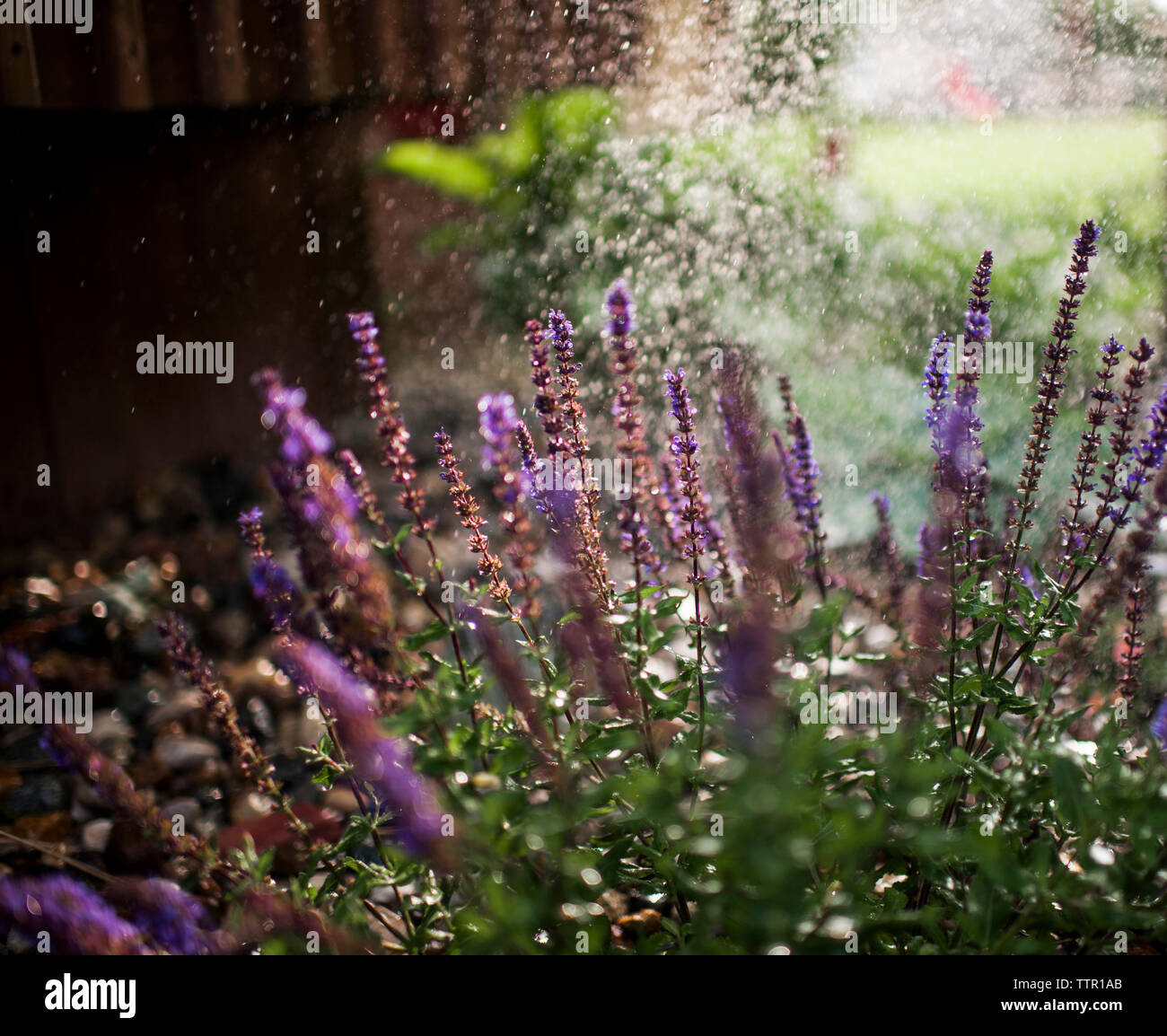 Close-up of water being sprayed on flowers at garden Stock Photo