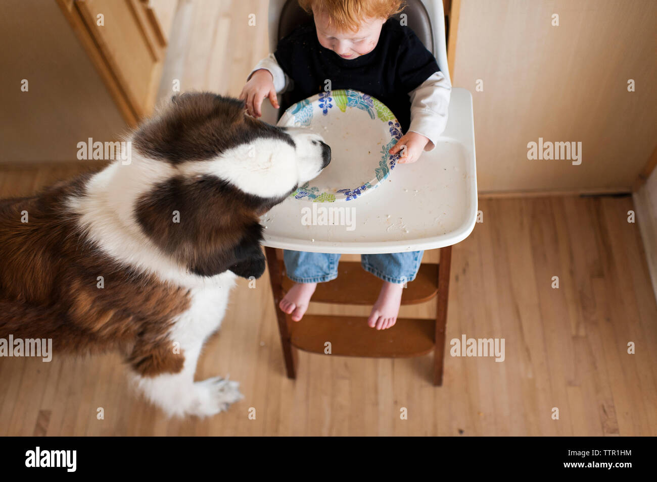 High angle view of dog eating leftovers in plate held by baby boy sitting on high chair at home Stock Photo