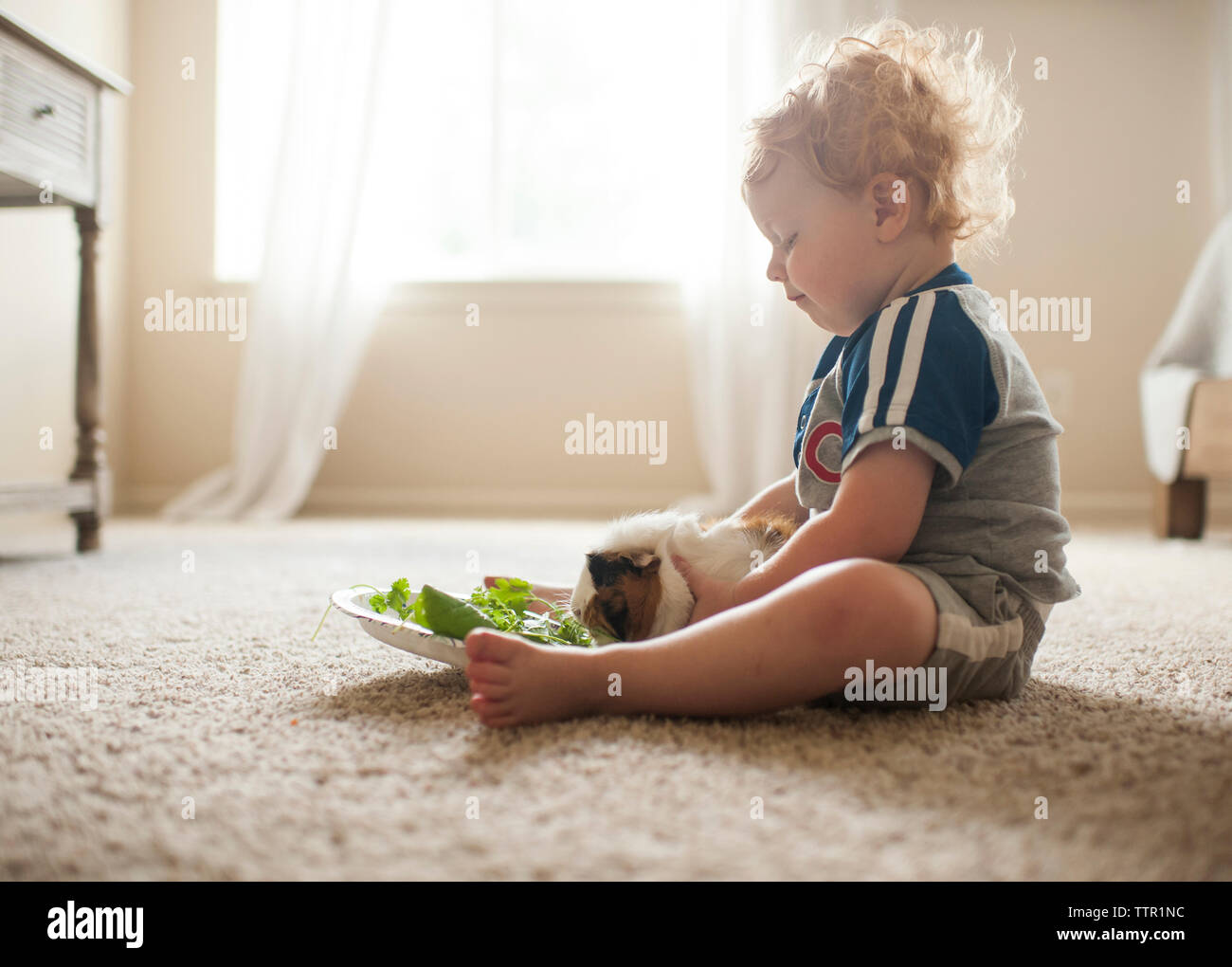 Side view of cute baby boy feeding leaves to guinea pig on carpet at home Stock Photo