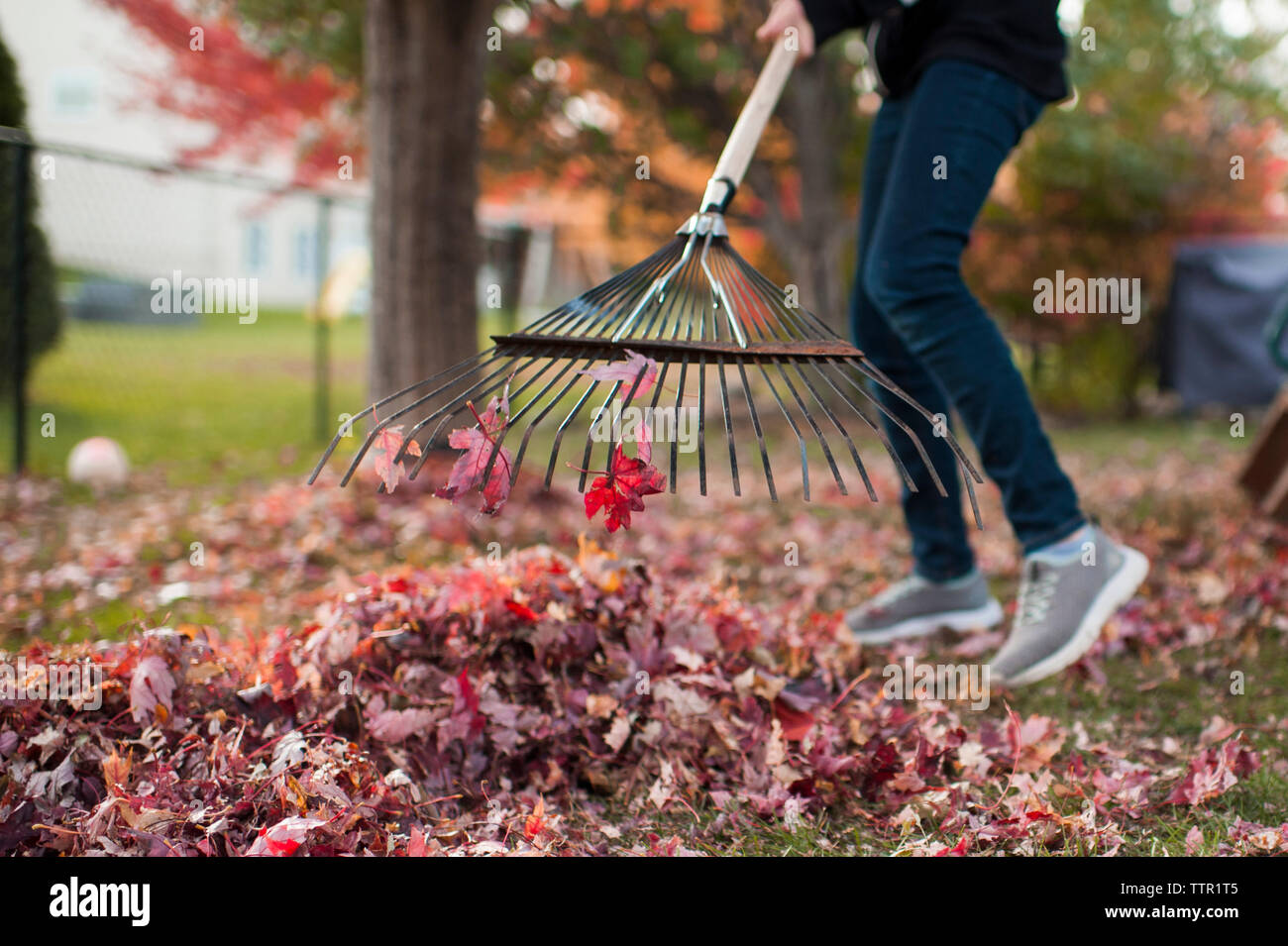 Pre teen girl doing chores raking up colorful autumn leaves Stock Photo