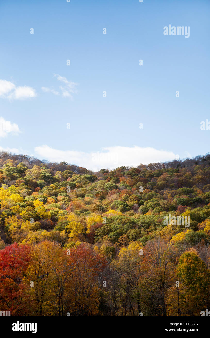 Autumn trees with sky copy space hi-res stock photography and images ...