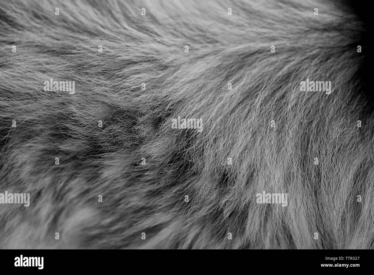 Dog fur textures Stock Photo Alamy