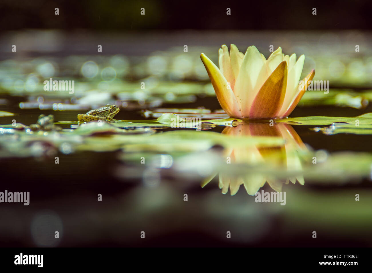 Cute green frog in a lily pond with reflection Stock Photo