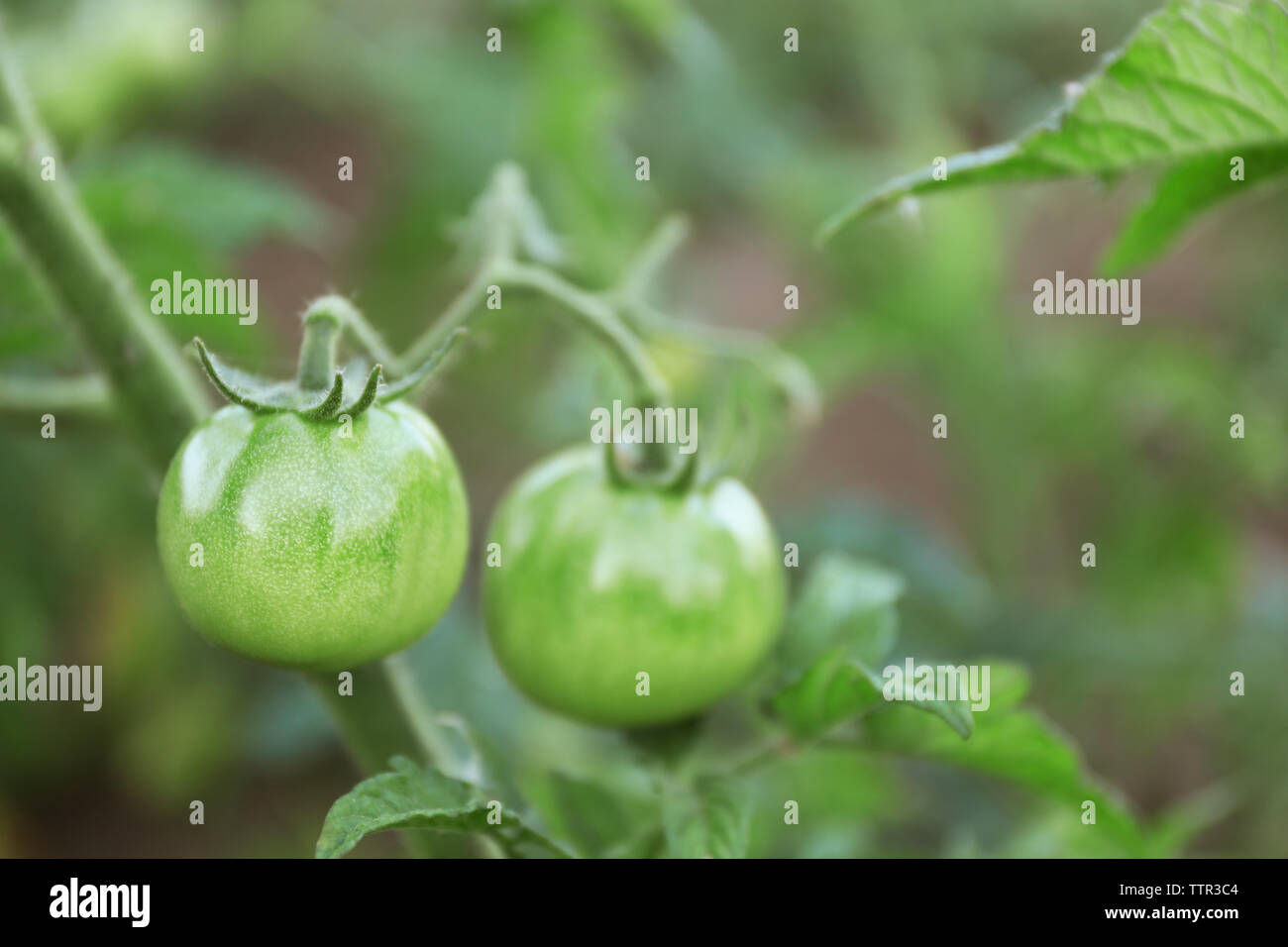 Green tomatoes growing on bush Stock Photo - Alamy