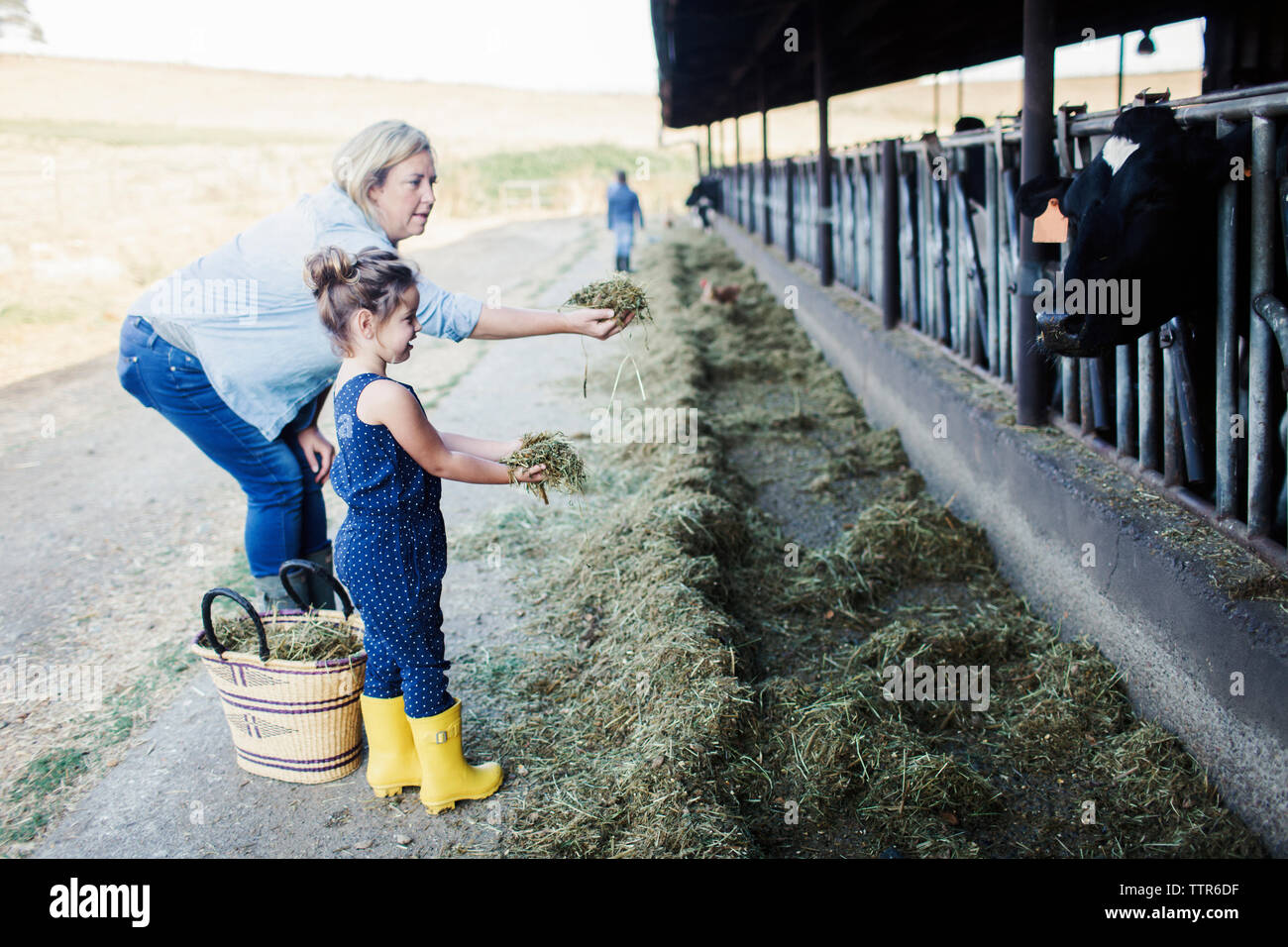 Cow feeding grass hires stock photography and images Alamy