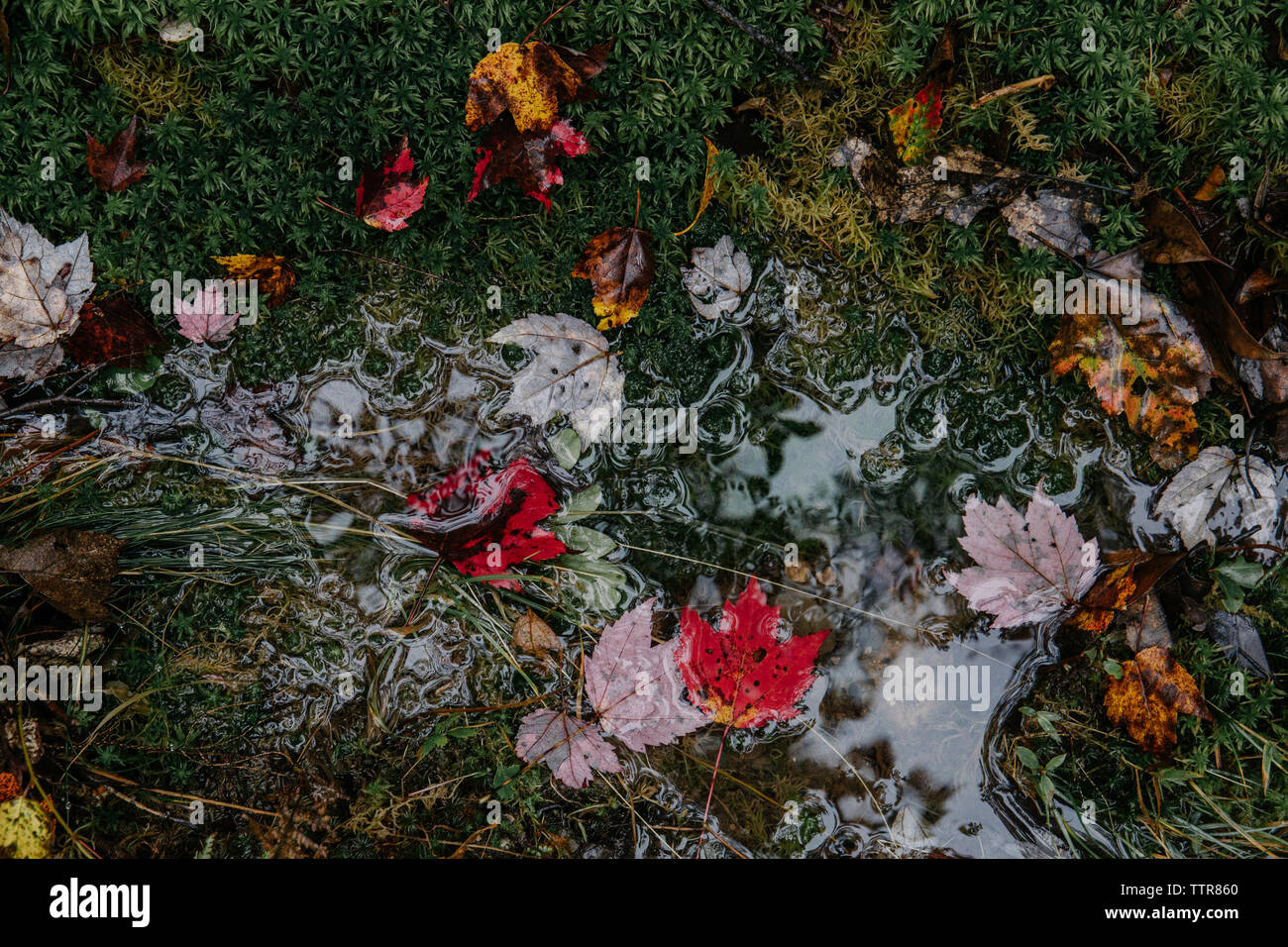 Maples and grass hi-res stock photography and images - Alamy