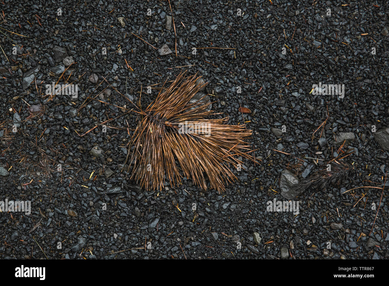 High angle view of dry leaves on wet field in forest Stock Photo